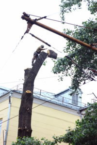 Убрать дерево в Домодедовском районе