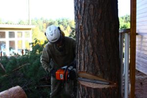 Вырубка деревьев в Дедовске